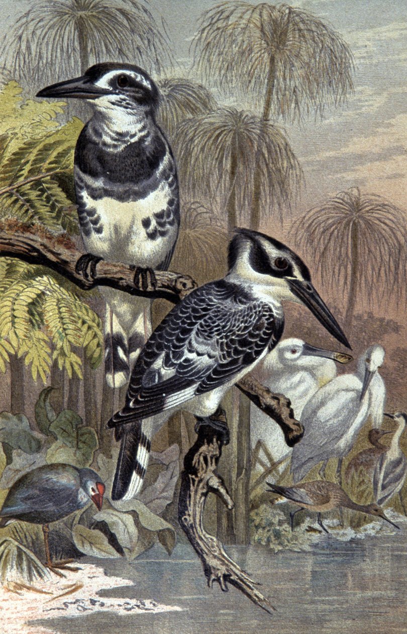 Kingfishers, ca. 1910 (illustration) af Wilhelm Kuhnert