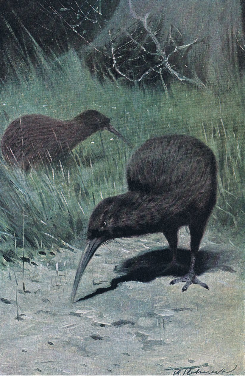 Kiwi, illustration fra Wildlife of the World, ca. 1910 af Wilhelm Kuhnert