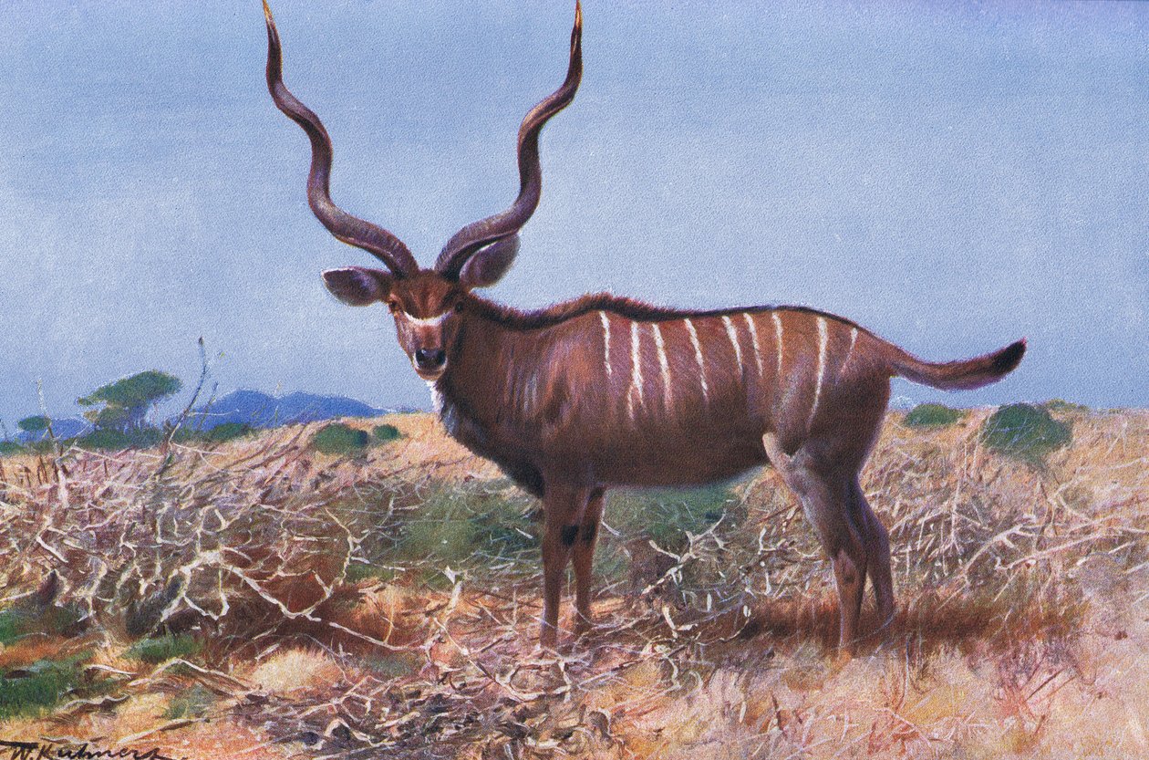 Kudu, illustration fra Wildlife of the World, c.1910 af Wilhelm Kuhnert
