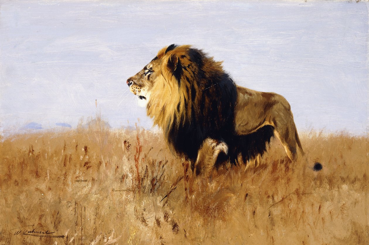 Løve ser efter bytte, af Wilhelm Kuhnert