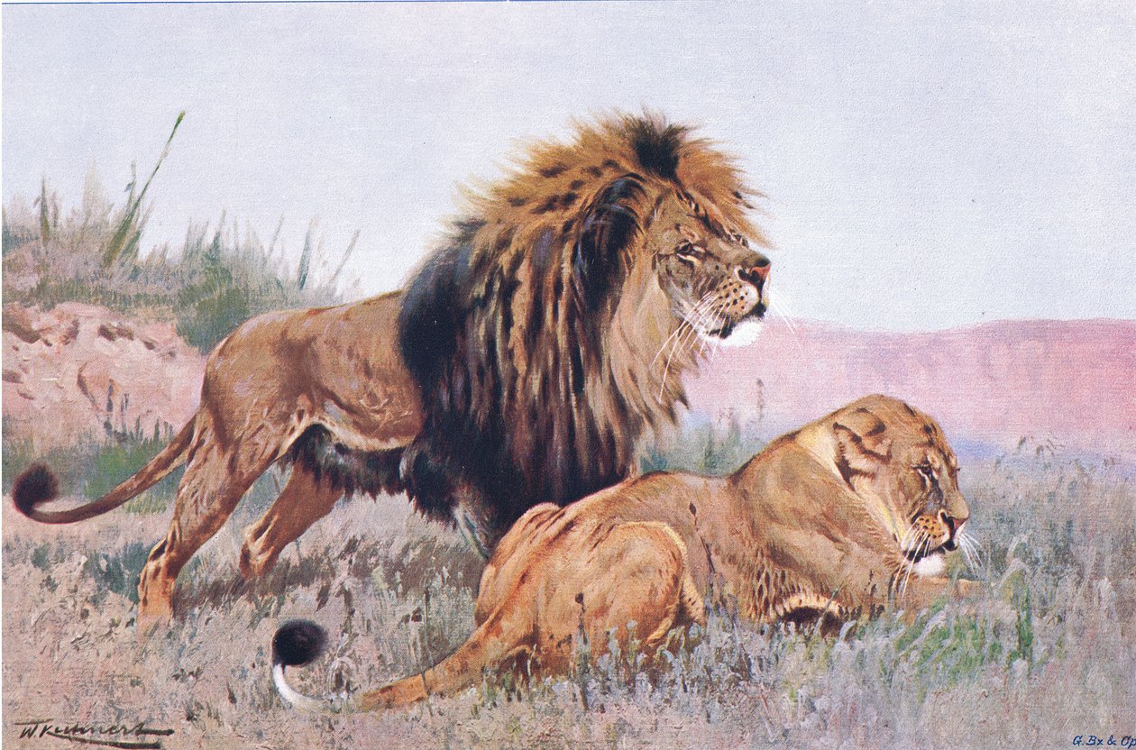 Lion and Lioness, illustration fra Wildlife of the World, c.1910 af Wilhelm Kuhnert