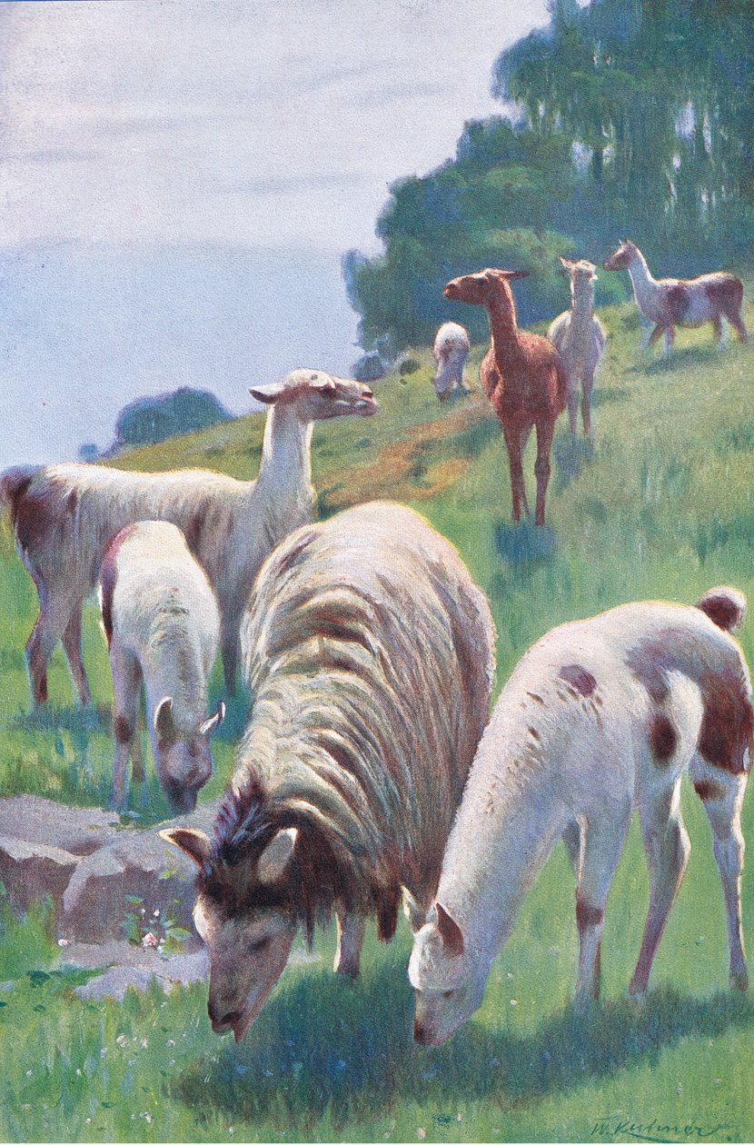 Llama, fra Wildlife of the World udgivet af Frederick Warne & Co, ca. 1900 af Wilhelm Kuhnert