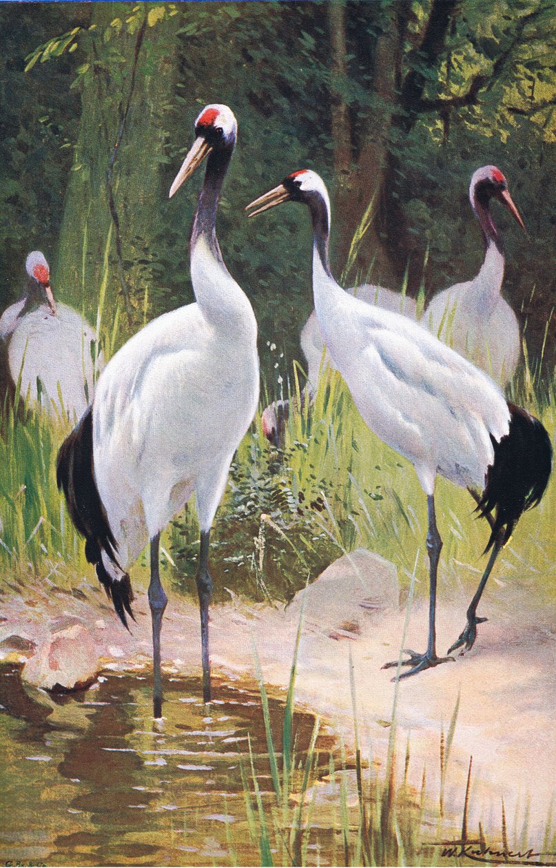 Manchurian Crane, fra Wildlife of the World udgivet af Frederick Warne & Co, ca. 1900 af Wilhelm Kuhnert
