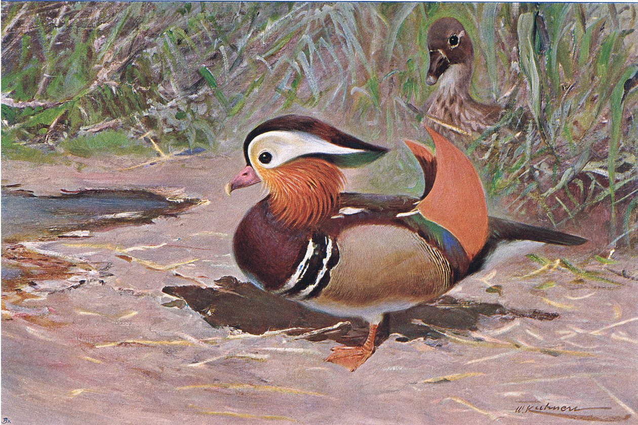 Mandarin Duck, fra Wildlife of the World udgivet af Frederick Warne & Co, ca. 1900 af Wilhelm Kuhnert