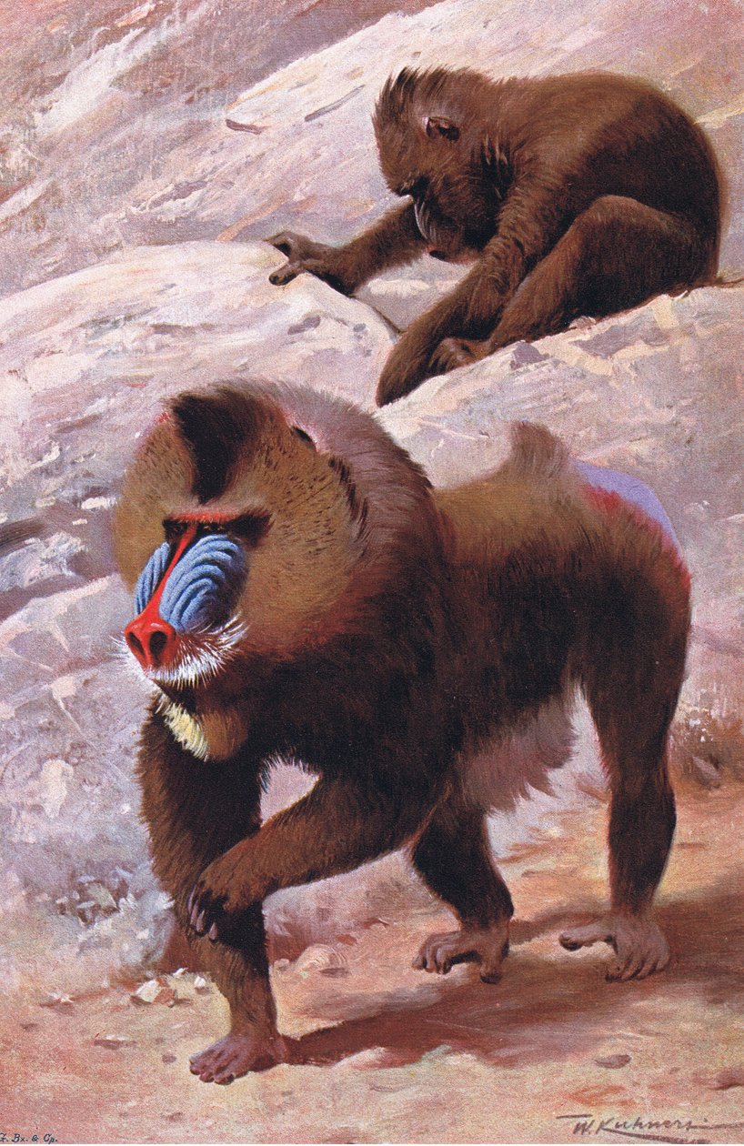 Mandrill, illustration fra Wildlife of the World, c.1910 af Wilhelm Kuhnert