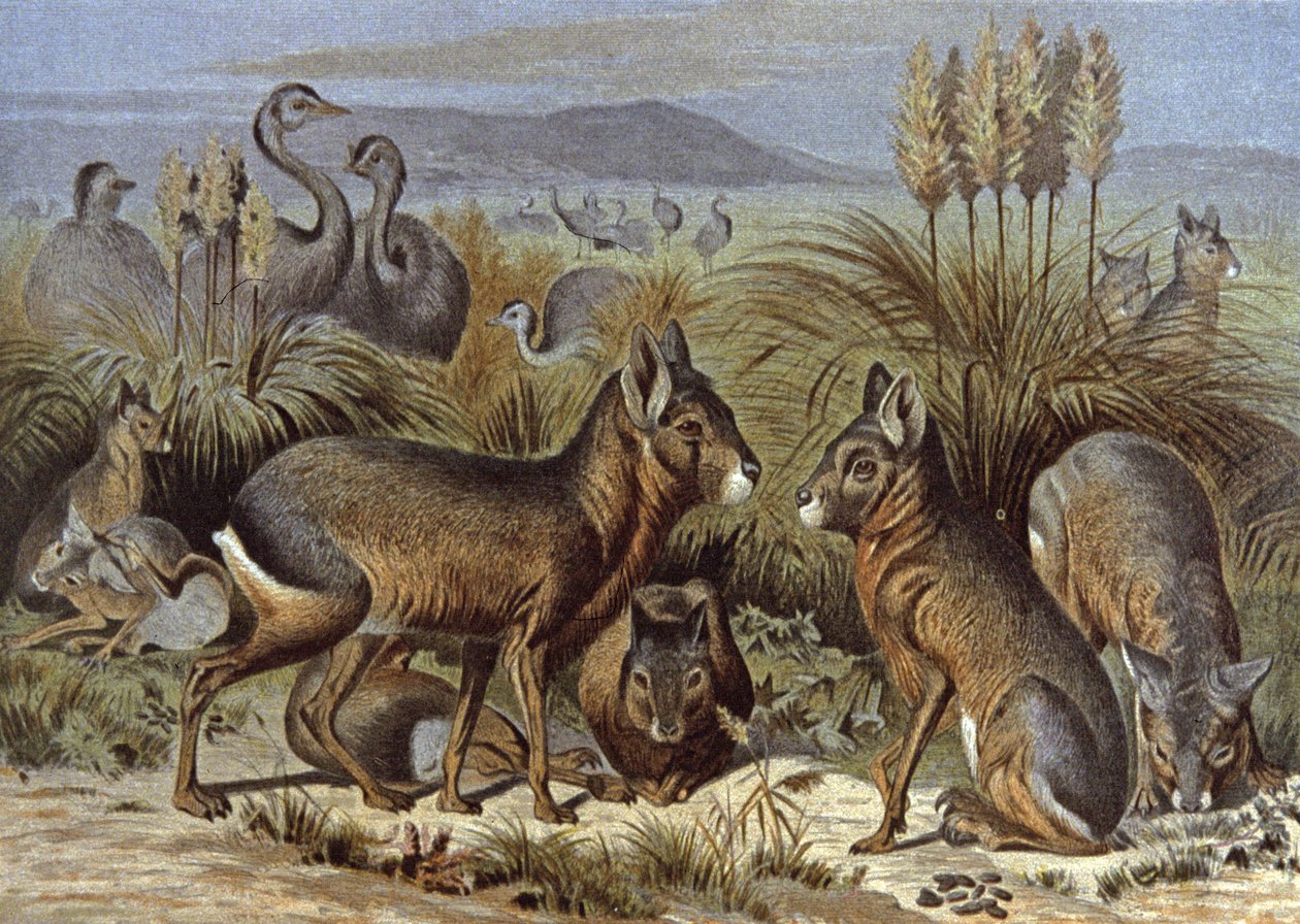 Mara tai Patagonia Hare af Wilhelm Kuhnert