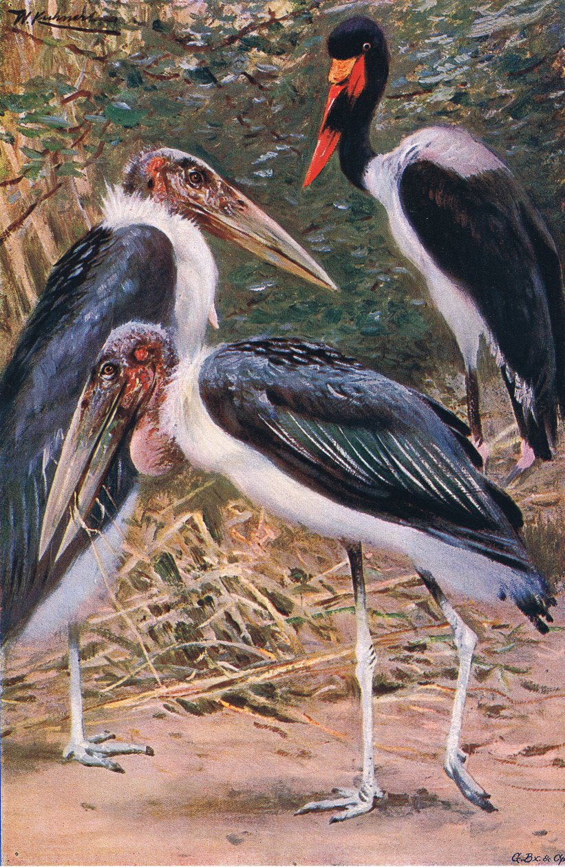 Marabou og Jabiru, illustration fra Wildlife of the World, ca. 1910 af Wilhelm Kuhnert