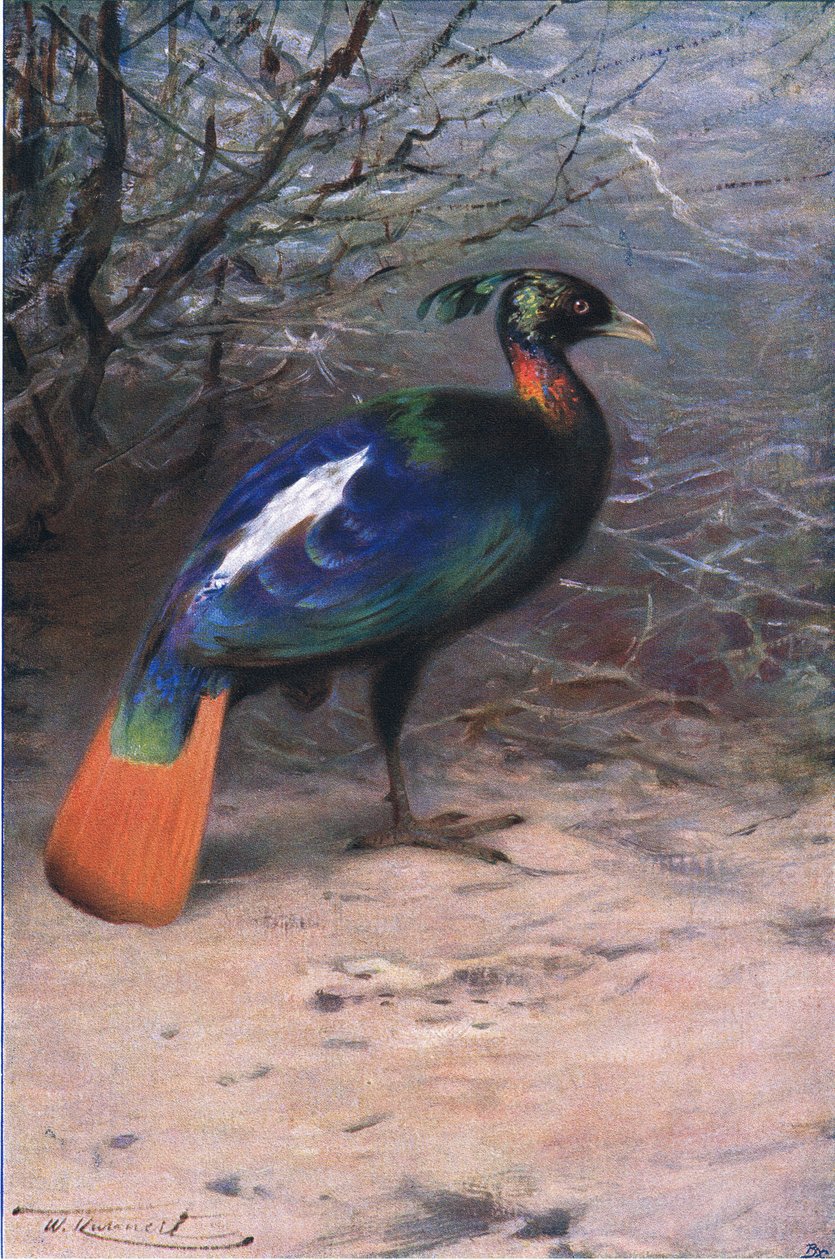 Monal, fra Wildlife of the World udgivet af Frederick Warne & Co, ca. 1900 af Wilhelm Kuhnert