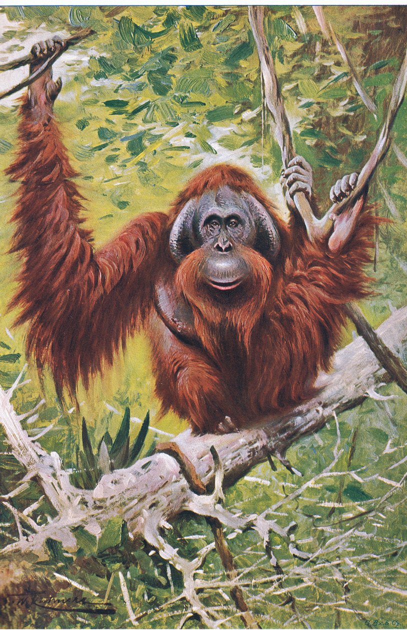 Orang, fra Wildlife of the World udgivet af Frederick Warne & Co, ca. 1900 af Wilhelm Kuhnert