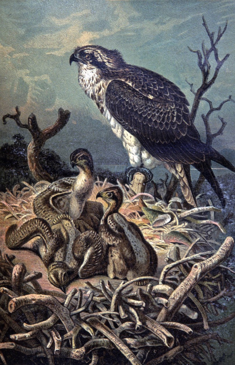 Osprey, ca. 1910 (illustration) af Wilhelm Kuhnert