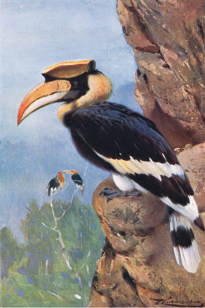 Pied Hornbill, fra Wildlife of the World udgivet af Frederick Warne & Co, ca. 1900 af Wilhelm Kuhnert