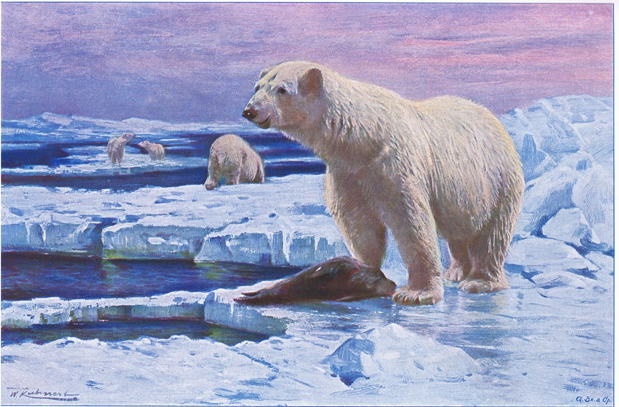 Isbjørn, fra Wildlife of the World udgivet af Frederick Warne & Co, ca. 1900 af Wilhelm Kuhnert