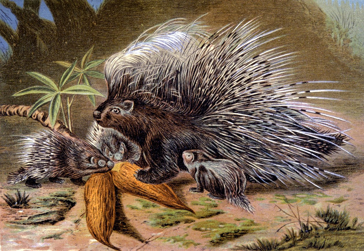 Porcupine af Wilhelm Kuhnert