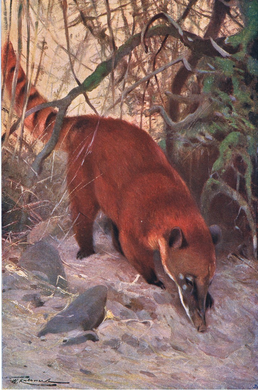 Red Coati, fra Wildlife of the World udgivet af Frederick Warne & Co, ca. 1900 af Wilhelm Kuhnert