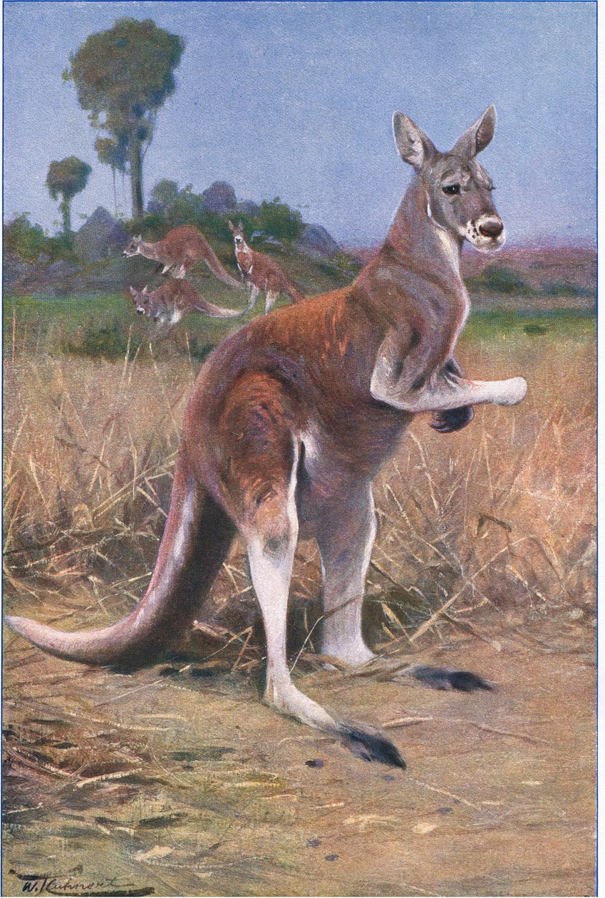 Rød kænguru, illustration fra Wildlife of the World, c.1910 af Wilhelm Kuhnert