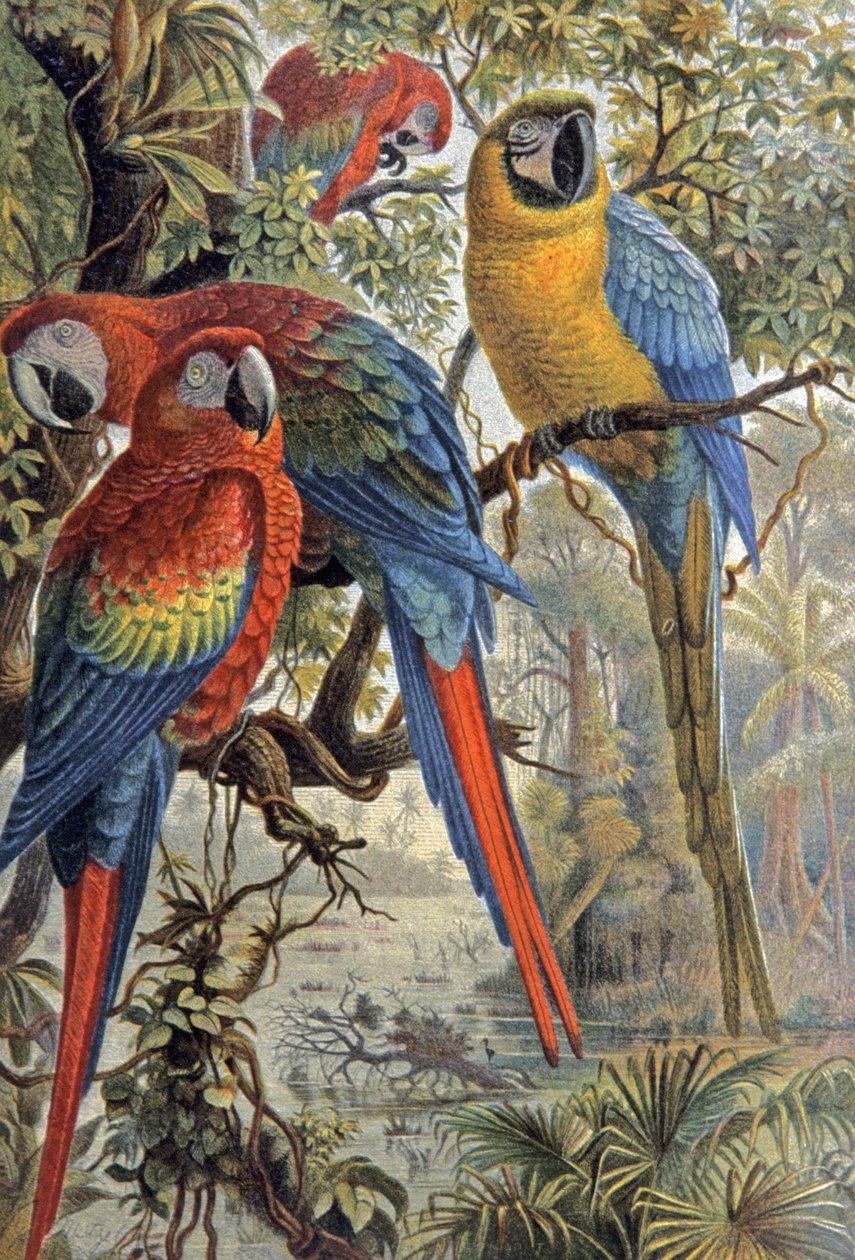 Punaiset papukaijat, n. 1910 (kuva) af Wilhelm Kuhnert