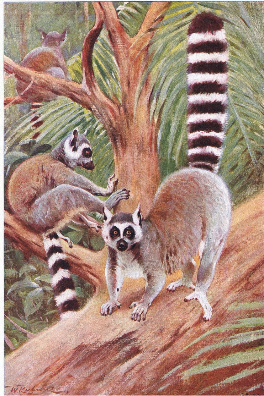 Ringhalet lemur, illustration fra Wildlife of the World, ca. 1910 af Wilhelm Kuhnert