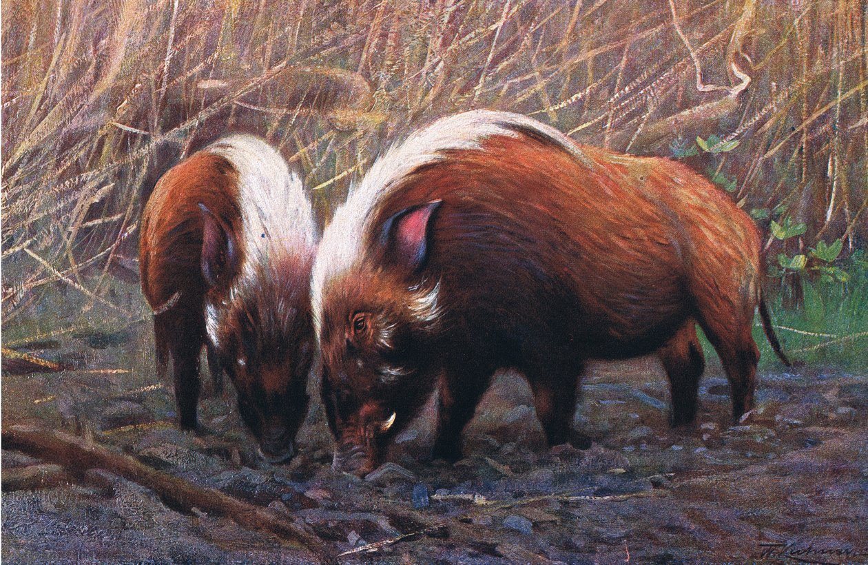 River Hog, illustration fra Wildlife of the World, c.1910 af Wilhelm Kuhnert