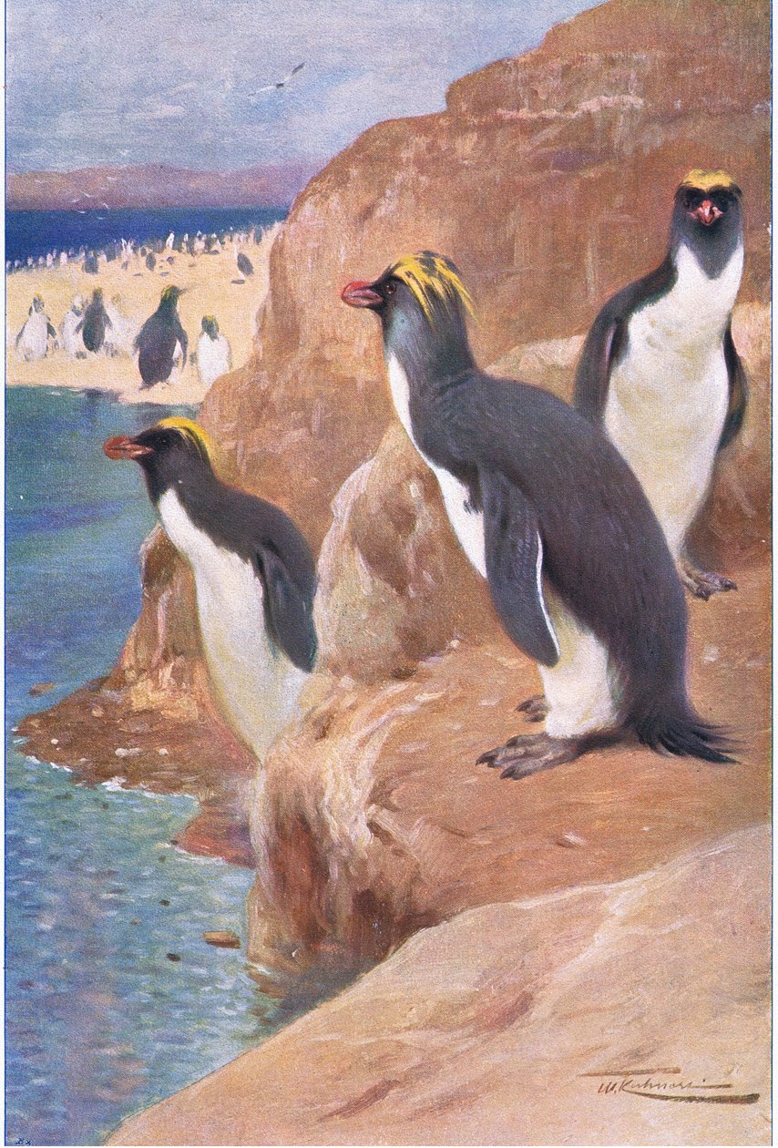 Rock Penguin, illustration fra Wildlife of the World, c.1910 af Wilhelm Kuhnert