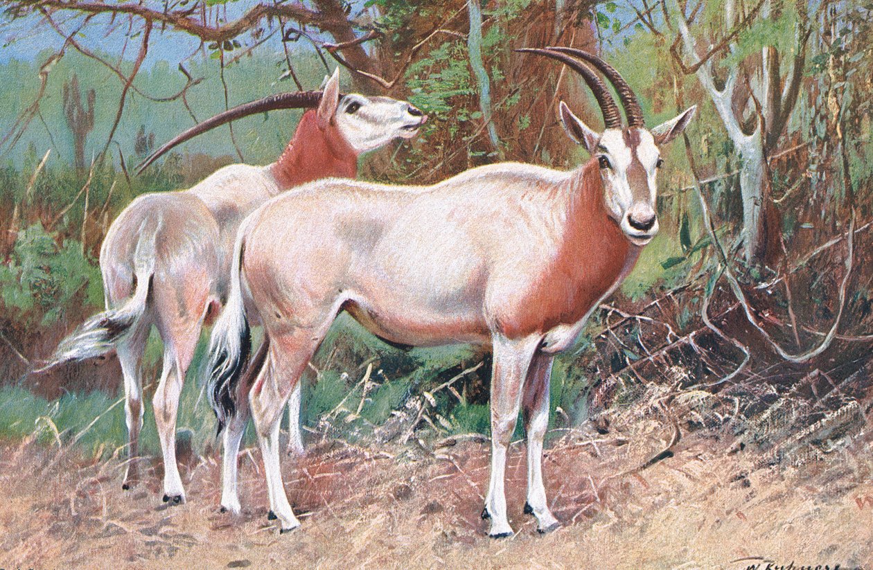 Sable Antilope, illustration fra Wildlife of the World, ca. 1910 af Wilhelm Kuhnert