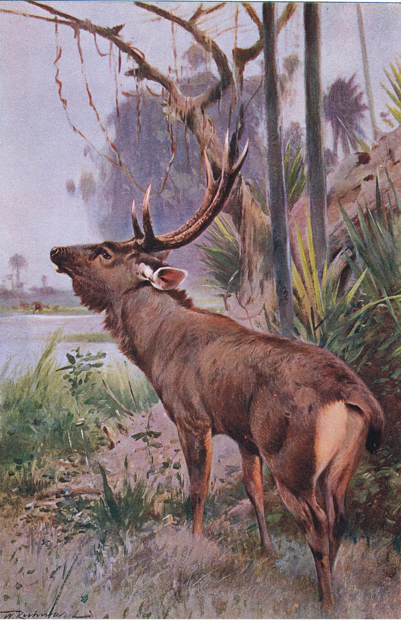 Sambar, fra Wildlife of the World udgivet af Frederick Warne & Co, ca. 1900 af Wilhelm Kuhnert