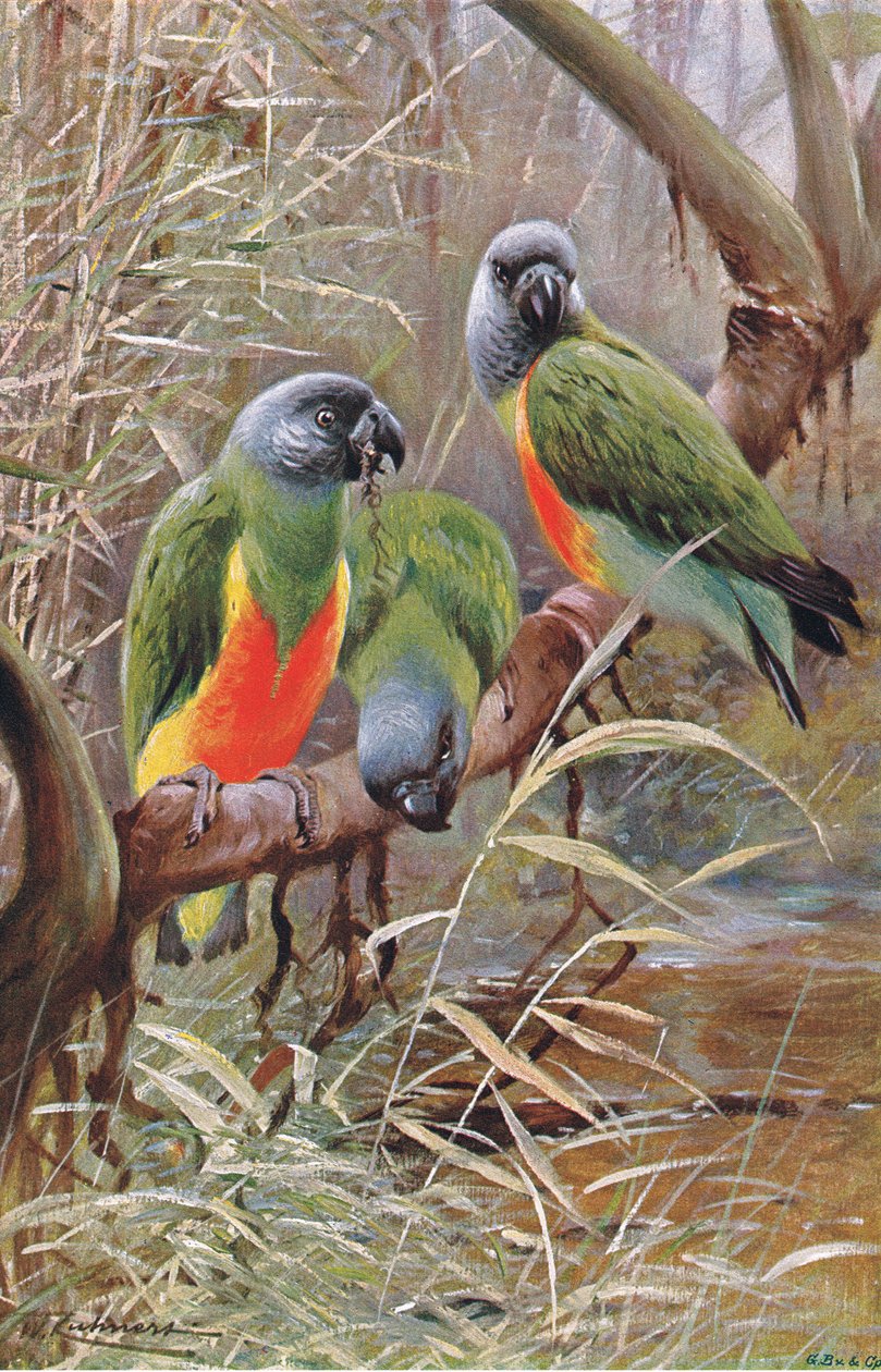 Senegal papegøje, illustration fra Wildlife of the World, c.1910 af Wilhelm Kuhnert