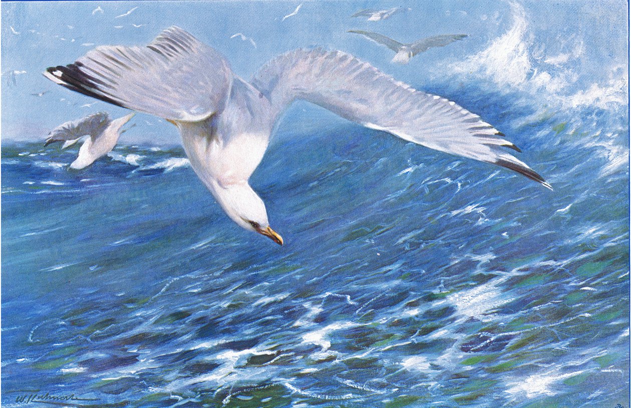 Silver Gull, fra Wildlife of the World udgivet af Frederick Warne & Co, ca. 1900 af Wilhelm Kuhnert