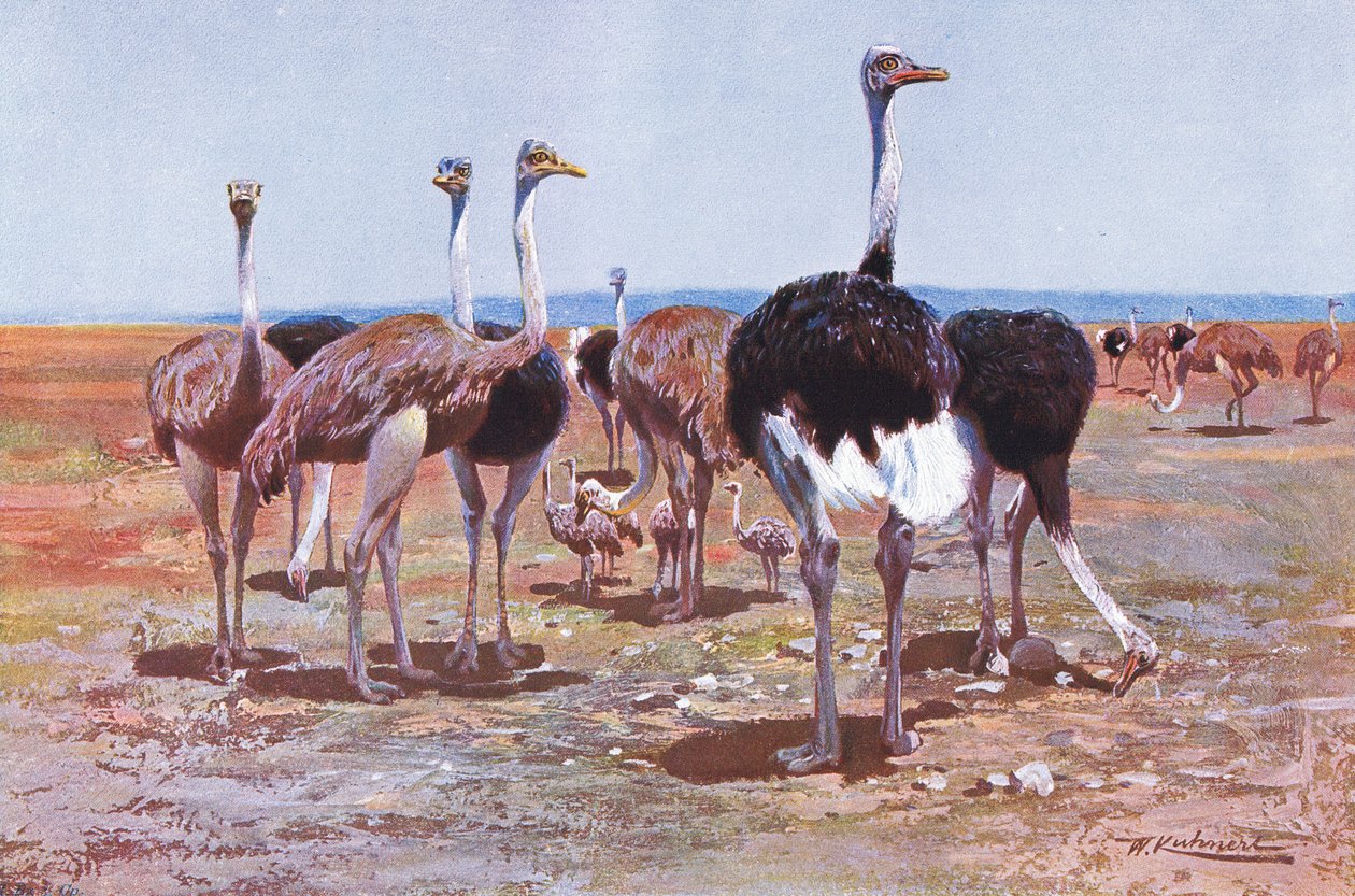 Somalisk struds, illustration fra Wildlife of the World, c.1910 af Wilhelm Kuhnert