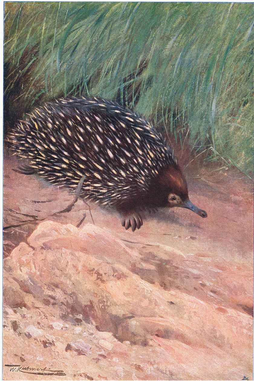 Spiny Myre-Eater, illustration fra Wildlife of the World, ca. 1910 af Wilhelm Kuhnert