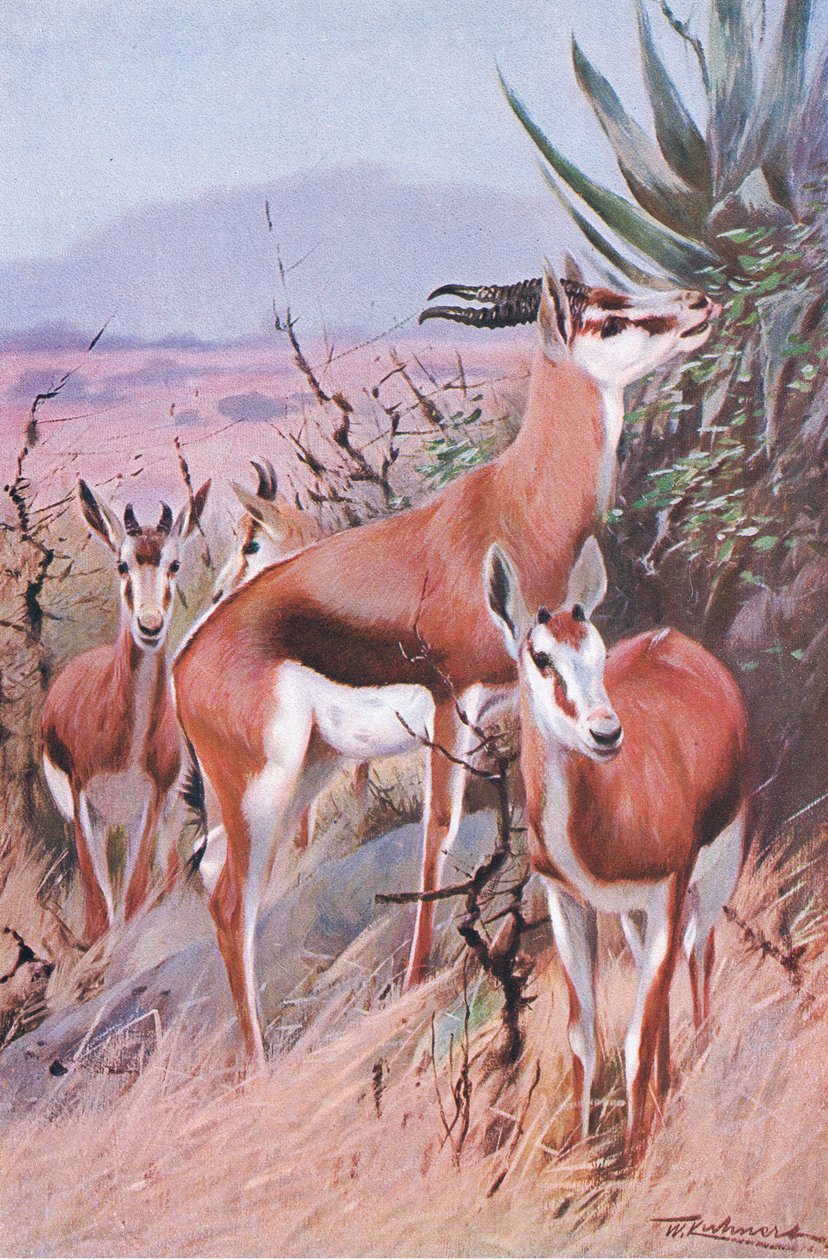 Springbok, illustration fra Wildlife of the World, c.1910 af Wilhelm Kuhnert