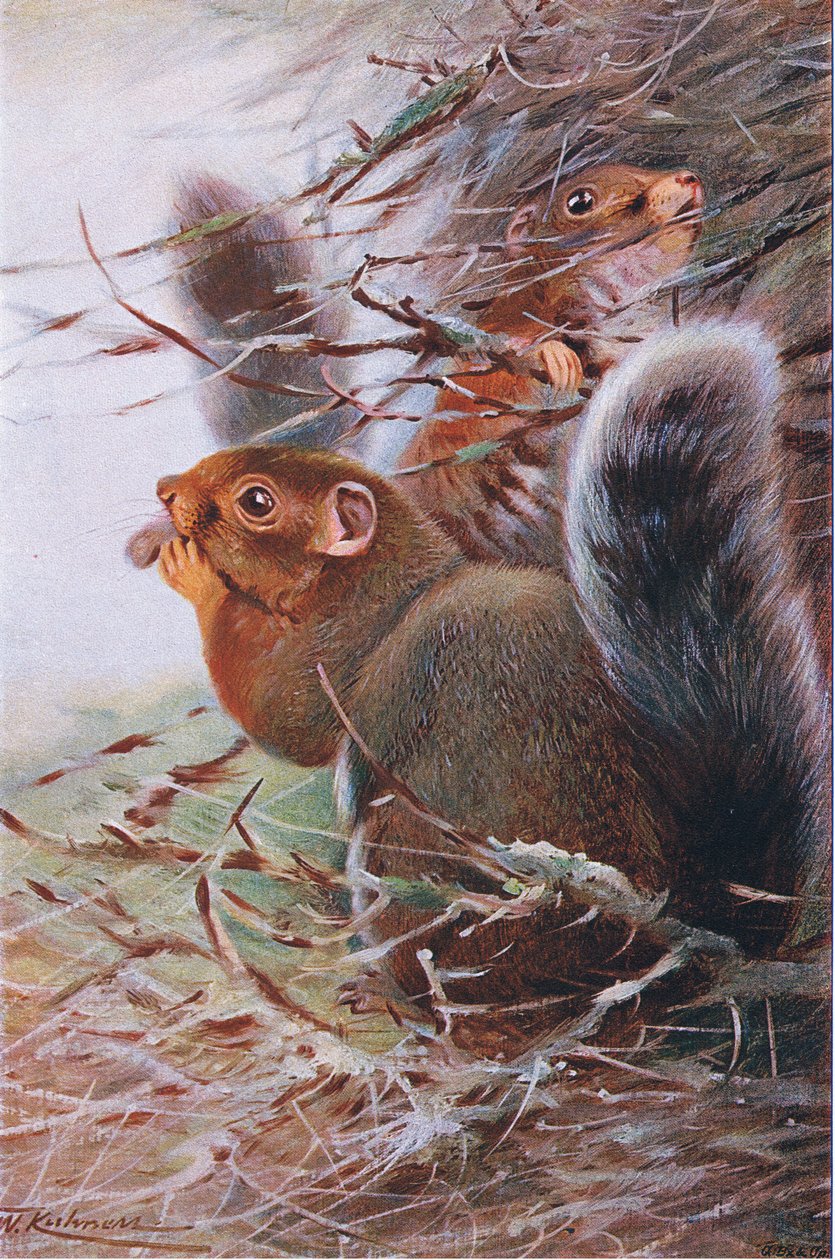 St Paul Squirrel, illustration fra Wildlife of the World, c.1910 af Wilhelm Kuhnert
