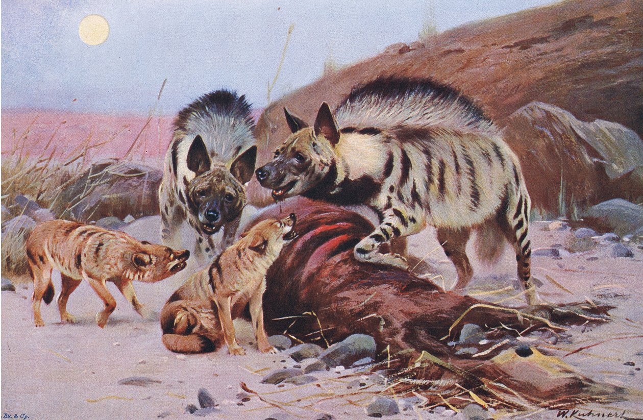 Stribet hyæne og sjakal fra Wildlife of the World udgivet af Frederick Warne & Co, ca. 1900 af Wilhelm Kuhnert