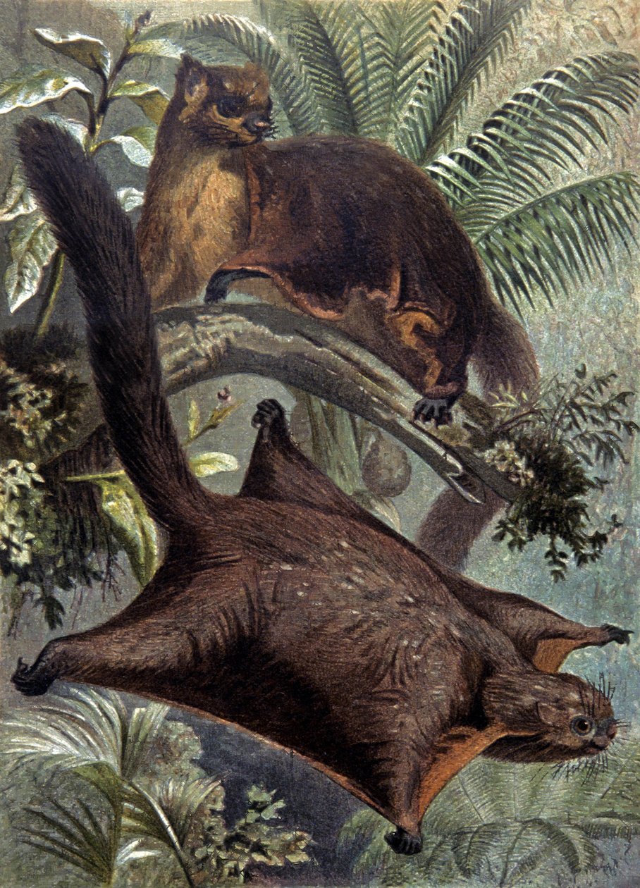Taguaner, flyvende egern af Wilhelm Kuhnert