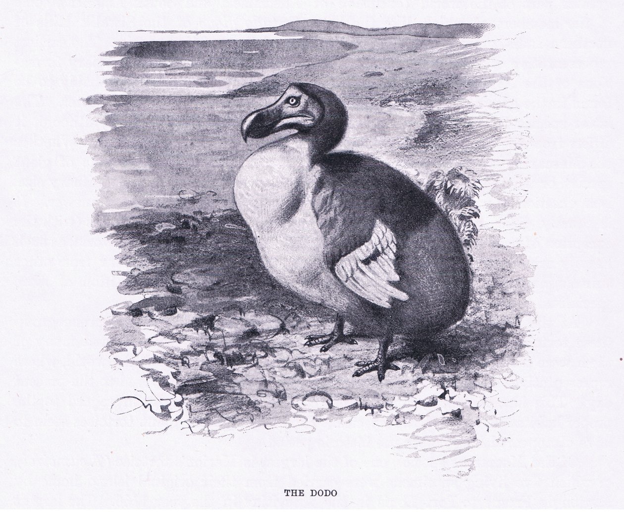 The Dodo, illustration fra Wildlife of the World, ca. 1910 af Wilhelm Kuhnert