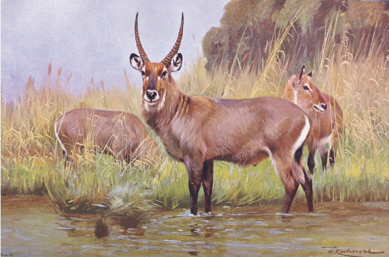 Water Buck, illustration fra Wildlife of the World, ca. 1910 af Wilhelm Kuhnert