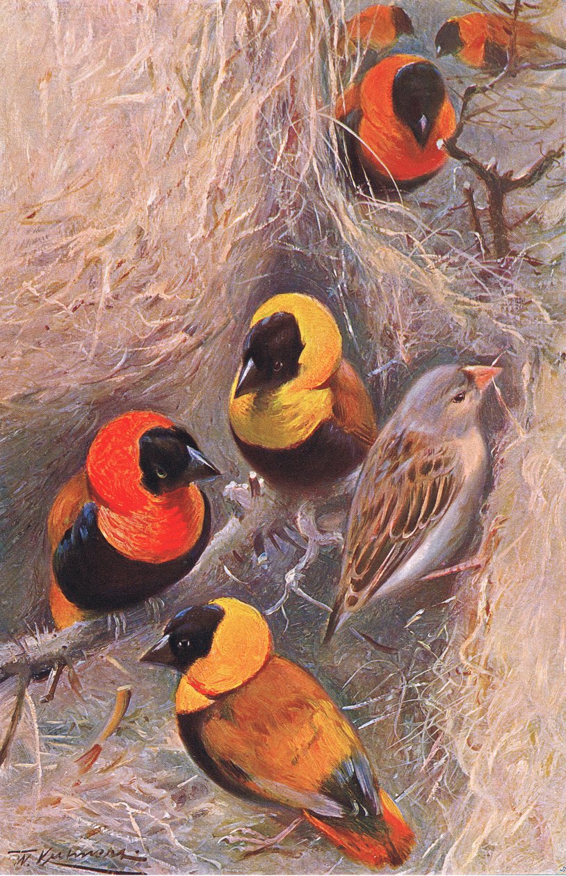 Weaver Birds, illustration fra Wildlife of the World, ca. 1910 af Wilhelm Kuhnert