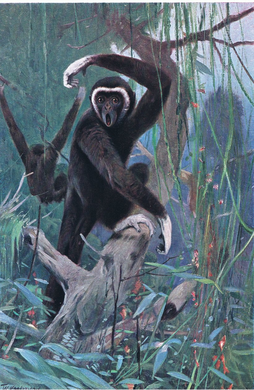 White-Handed Gibbon, fra Wildlife of the World udgivet af Frederick Warne & Co, ca. 1900 af Wilhelm Kuhnert