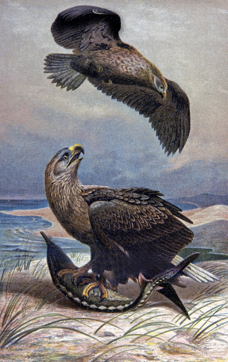 Havørn, ca. 1910 (illustration) af Wilhelm Kuhnert