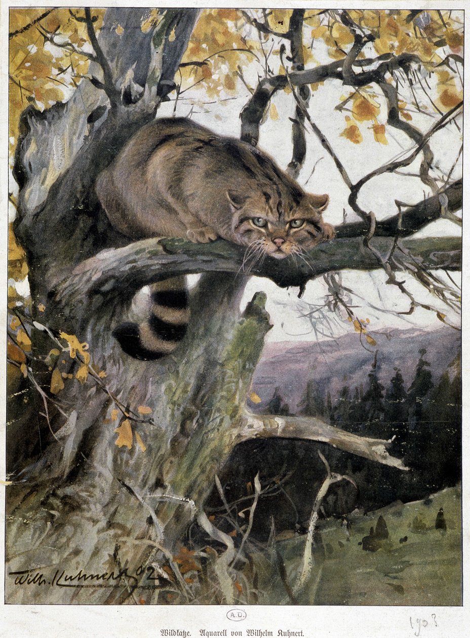 Wild Cat - Akvarel af Wilhelm Kuhnert af Wilhelm Kuhnert
