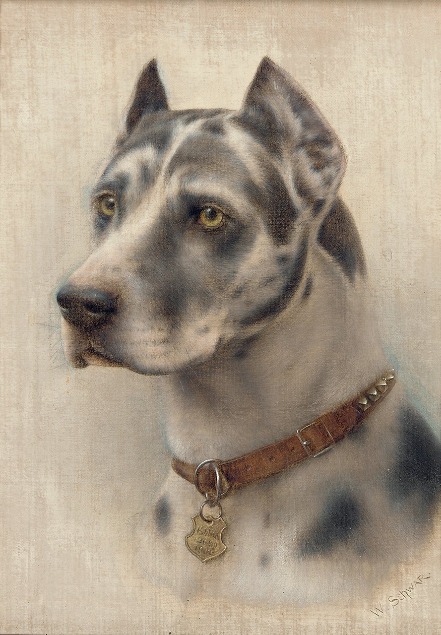 The Head of a Doberman (olie på lærred) af Wilhelm Schwar