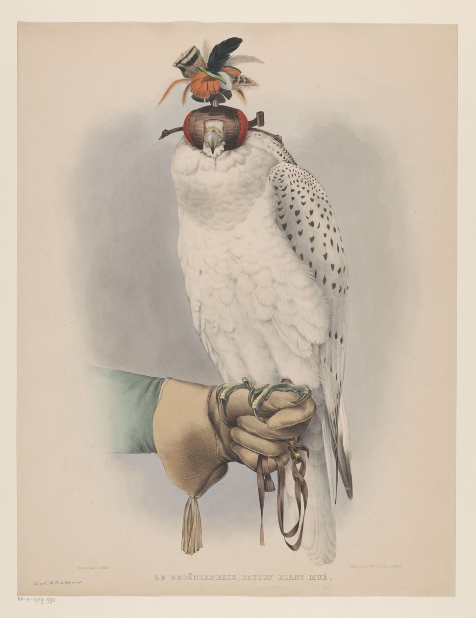 Hvid Grønlandsfalk Le groënlandais, faucon blanc mué (titel på objekt) af Willem Bastiaan van Wouw (possibly)