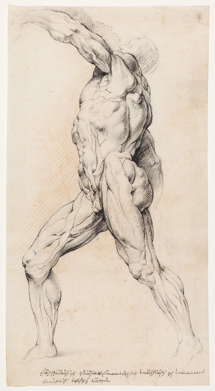 Anatomisk undersøgelse (cutaway) af Willem Panneels
