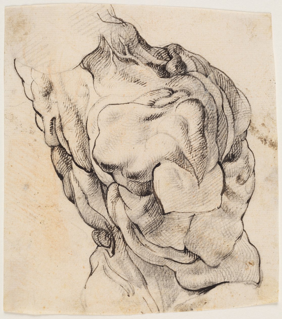 Anatomisk undersøgelse (écorché). Torso af en flået mand set fra bagsiden halvt vendt mod højre af Willem Panneels