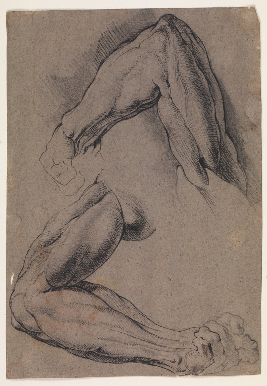 Anatomisk undersøgelse (écorché). To undersøgelser af en mands flåede venstre arm af Willem Panneels
