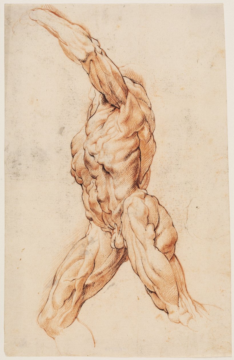 Anatomisk undersøgelse (écorchés). Vandrende flået mand drejede til venstre af Willem Panneels
