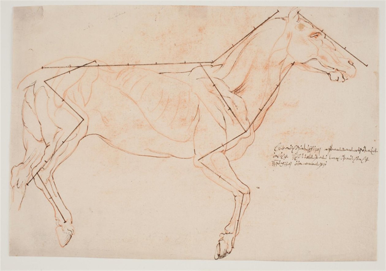 Anatomisk og proportionsstudie. En hest af Willem Panneels
