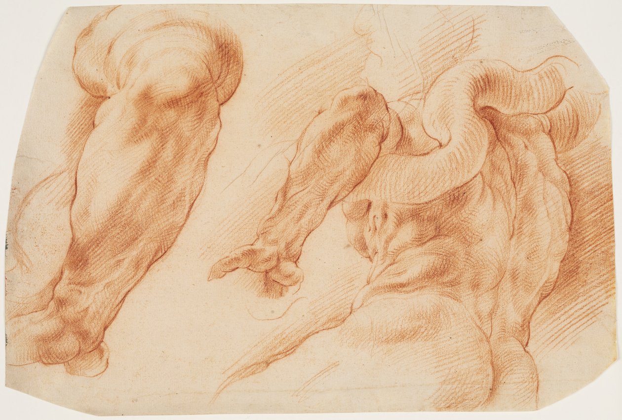 Laocoon. Studier af Laocoons venstre arm og af bagsiden af hans torso set fra venstre og nedefra af Willem Panneels