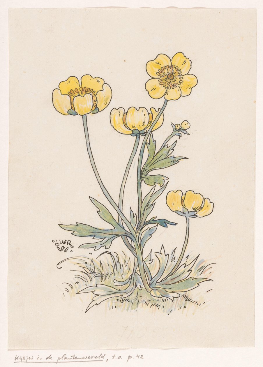 Smørblomster af Ludwig Willem Reymert Wenckebach