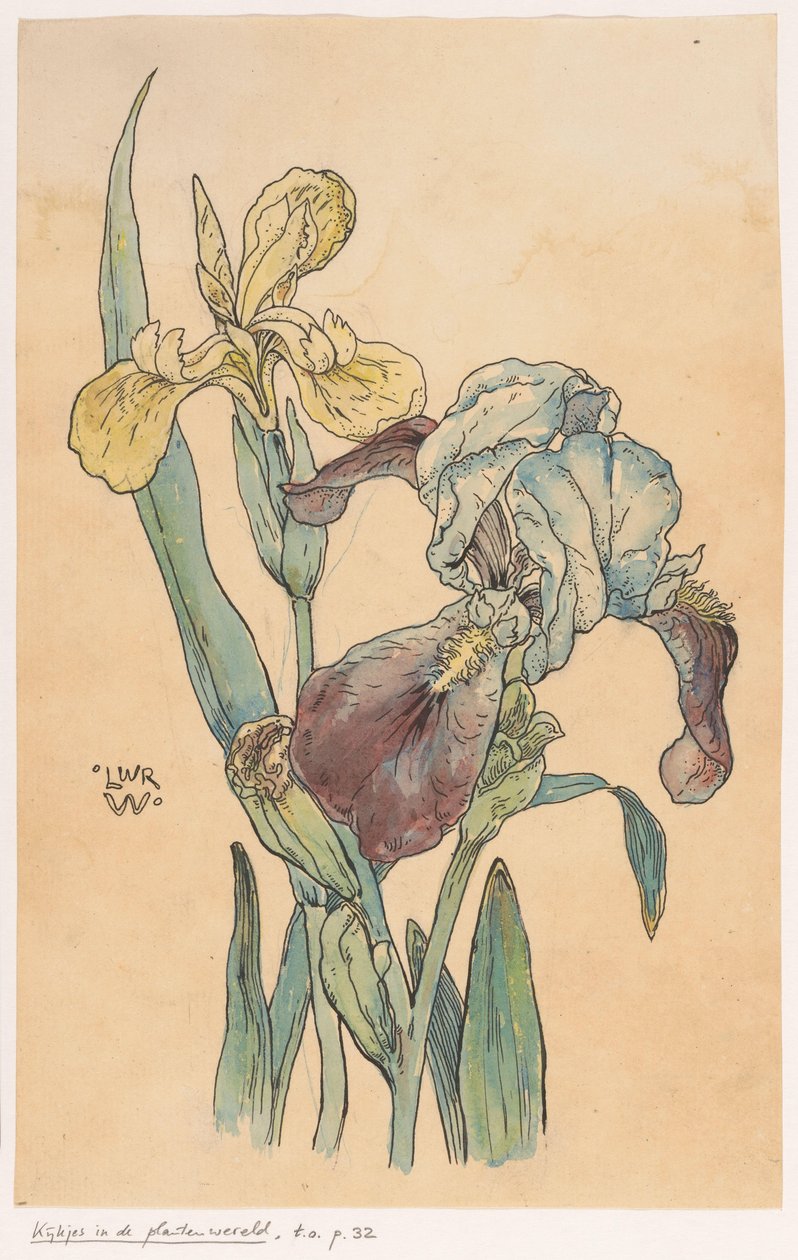 Iris af Ludwig Willem Reymert Wenckebach