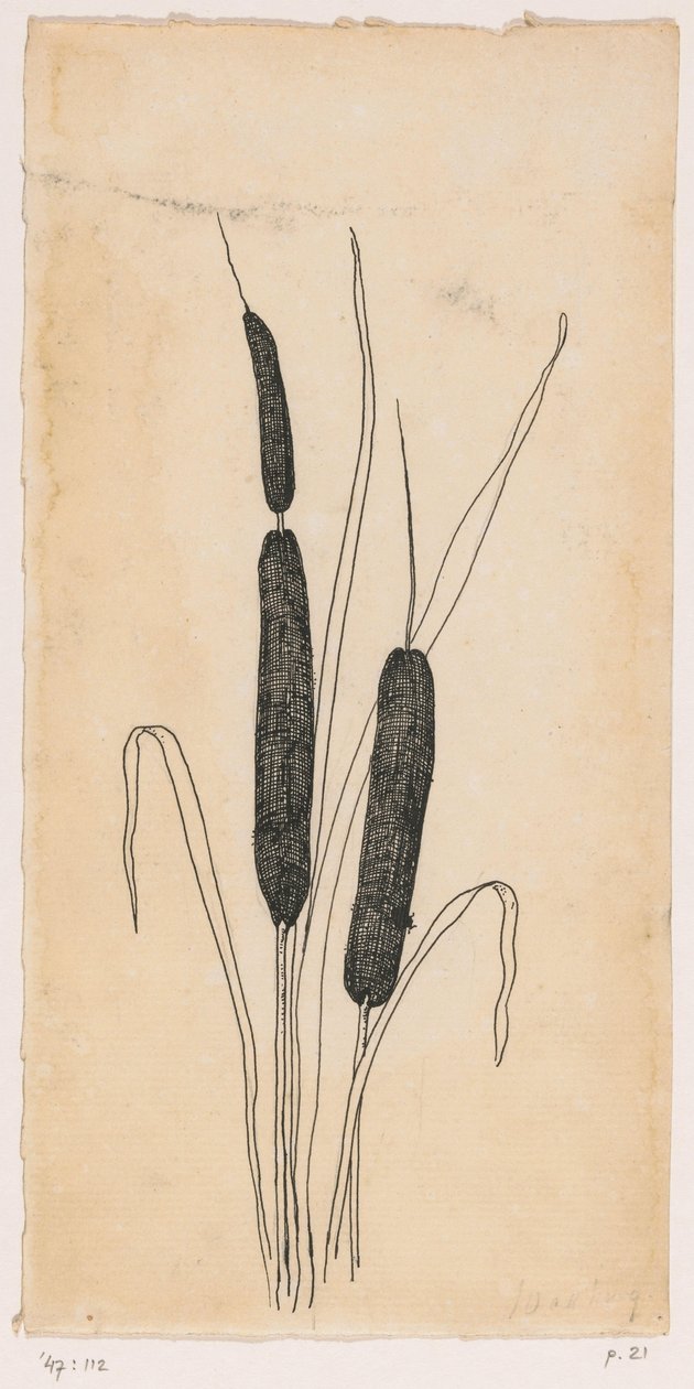 cattails af Willem Wenckebach